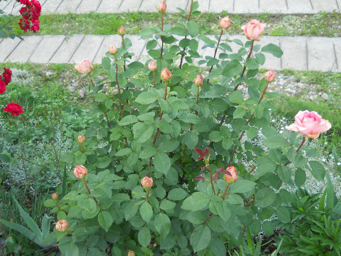 DSCN5689