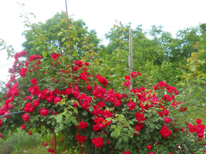 DSCN5691