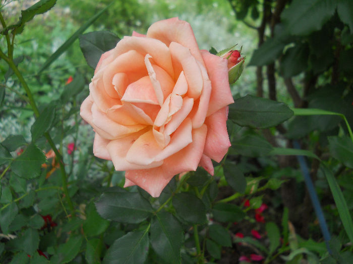 DSCN5695