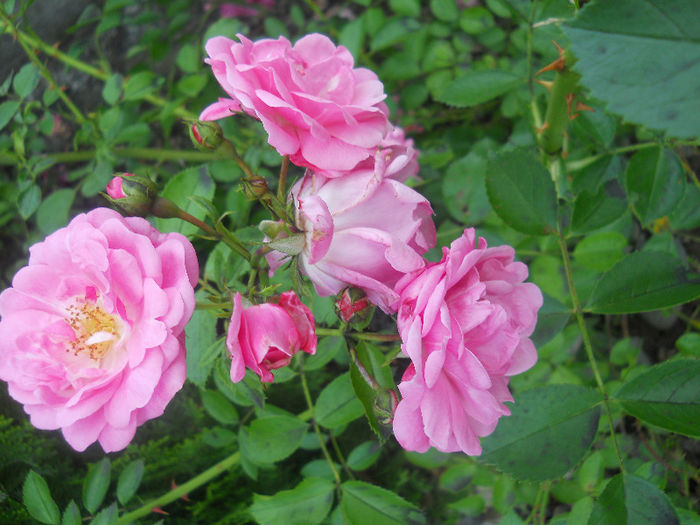 DSCN5697
