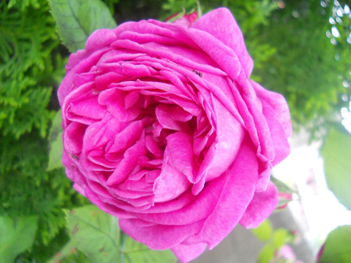 DSCN5700