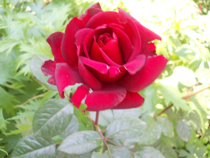 DSCN5715