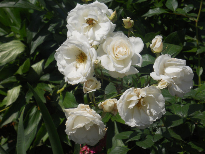 DSCN5719