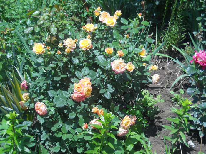 gartenspass