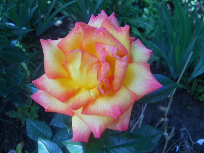 DSCN5723
