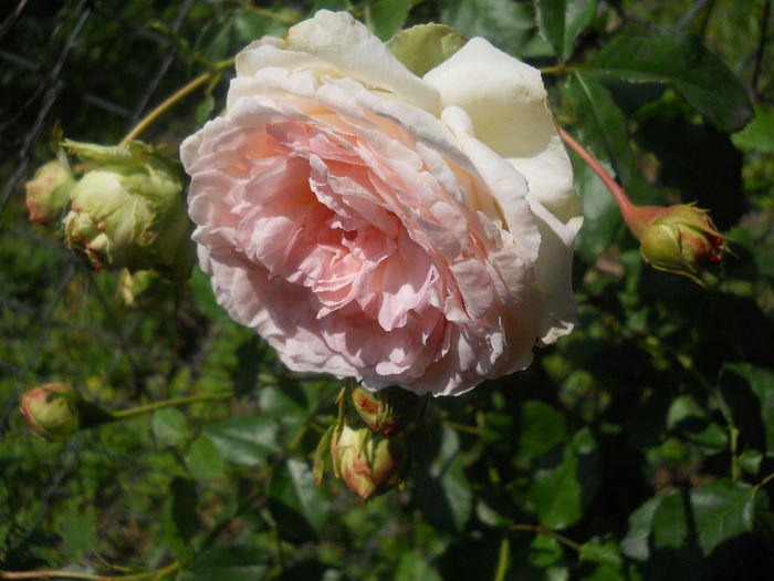 eden rose - trandafiri 2013