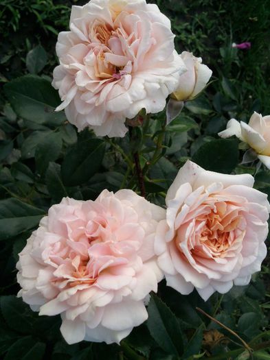 Photo1745 - Garden of roses