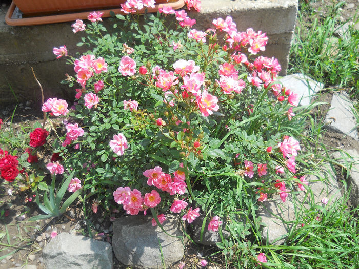 DSCN5739