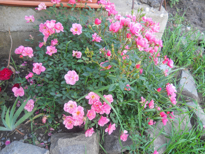DSCN5740