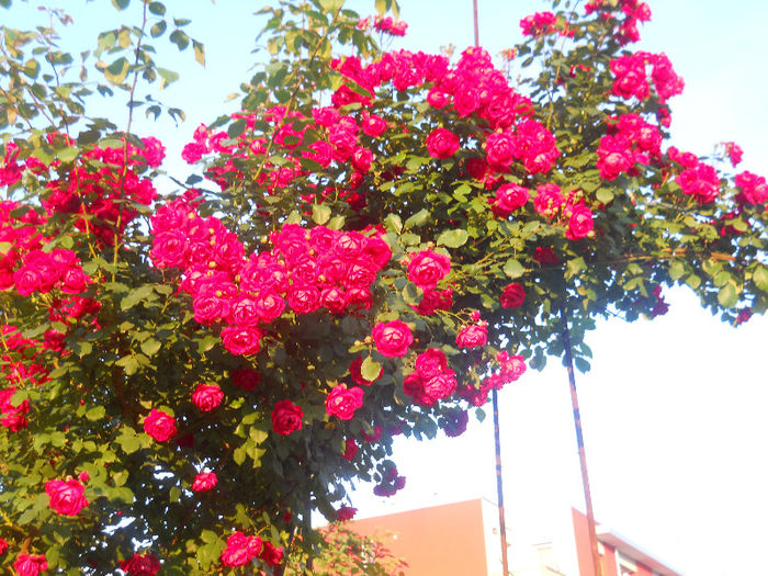 DSCN5743