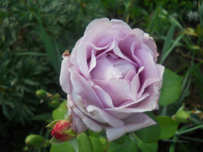 DSCN5749