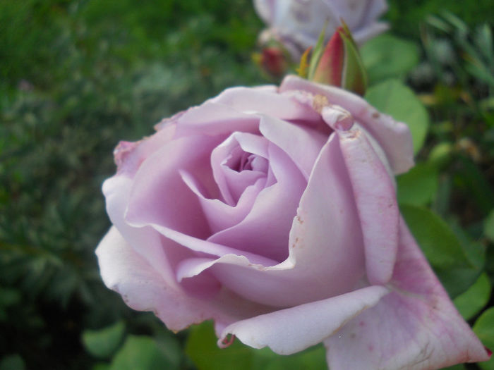DSCN5750