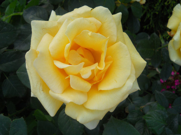 DSCN5751