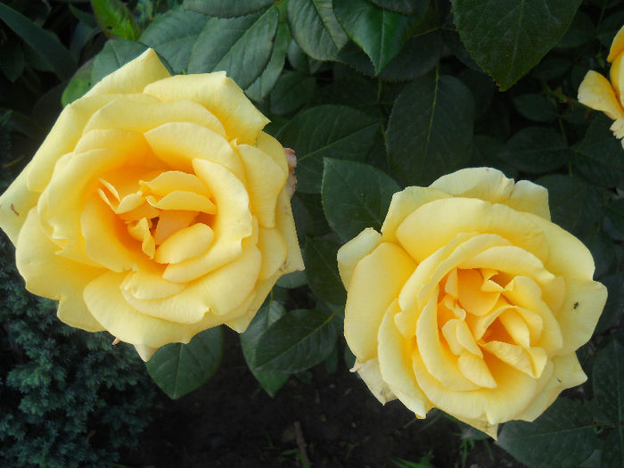 DSCN5754
