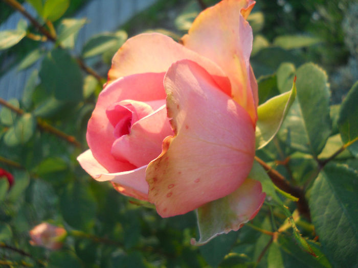 DSCN5760