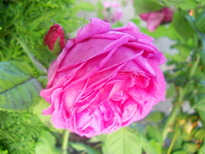 DSCN5766