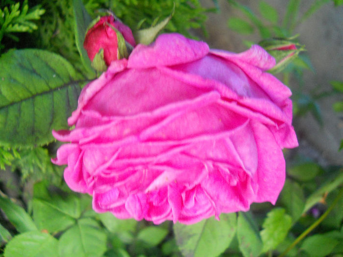 madam isaac pereire