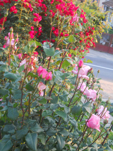 DSCN5778