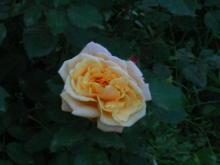 DSCN5789