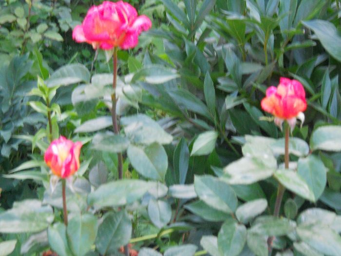 DSCN5790