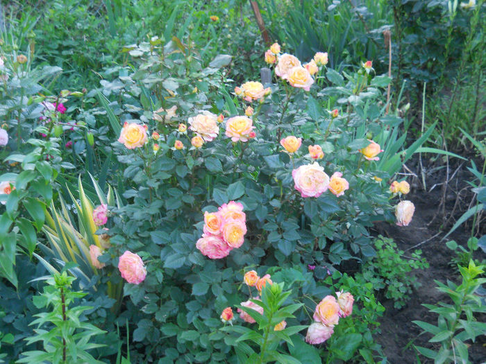 gartenspass