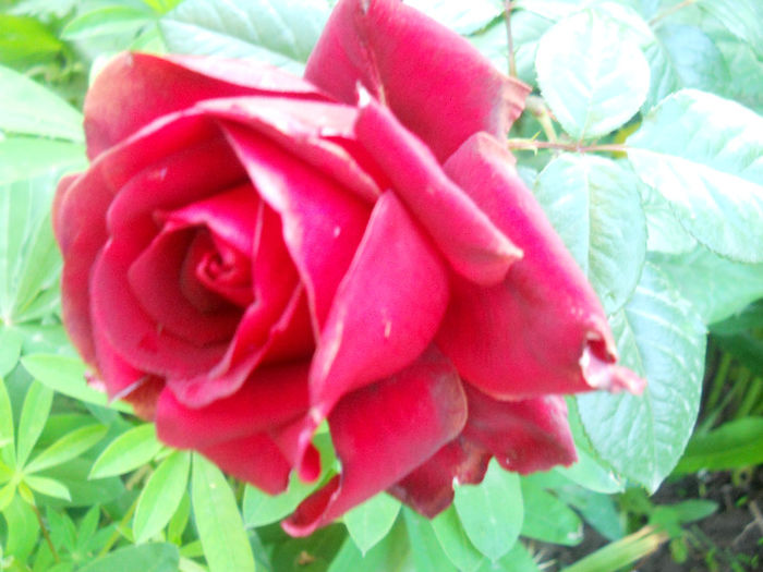 DSCN5793