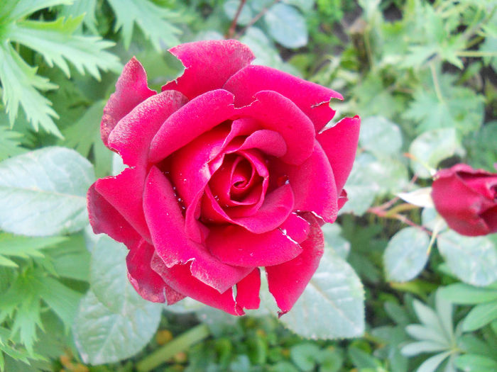 DSCN5796