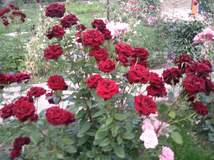 Photo1760 - x Poze de ansamblu 2013