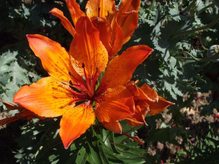 crin rosu-caramiziu - Flori 2013