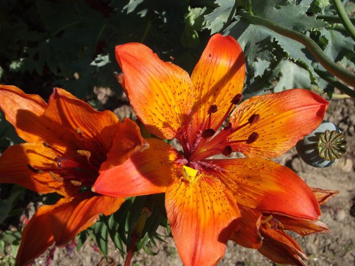 lilium maculatum - Flori 2013