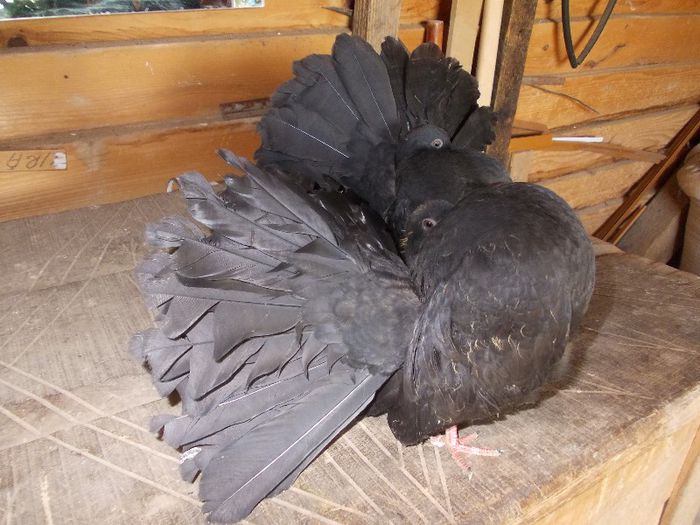 pui 2013. - VOLTATI NEGRII