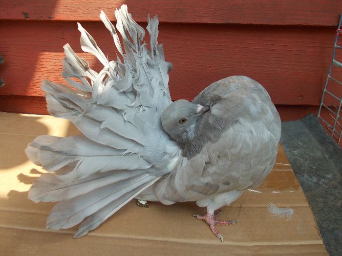 pui 2013  fem. - VOLTATI NEGRII