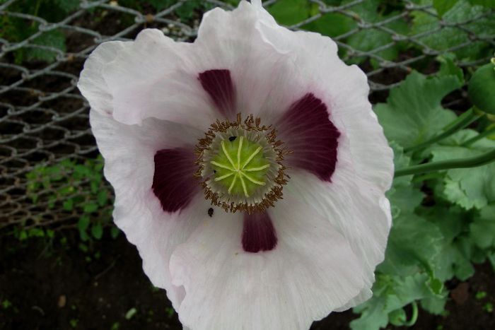 mac oriental - Flori 2013