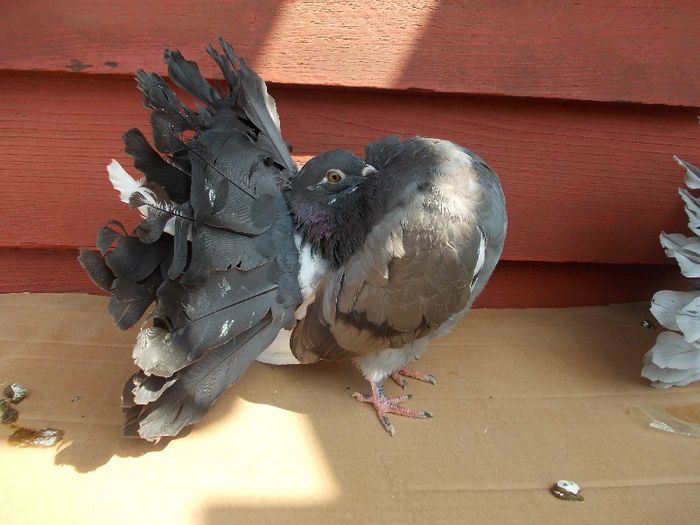 163 - VOLTATI NEGRII