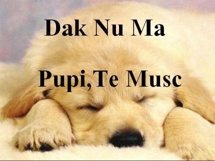 dak_nu_ma_pupi_te_mu - Pe mine nu ma iubeste nimeni