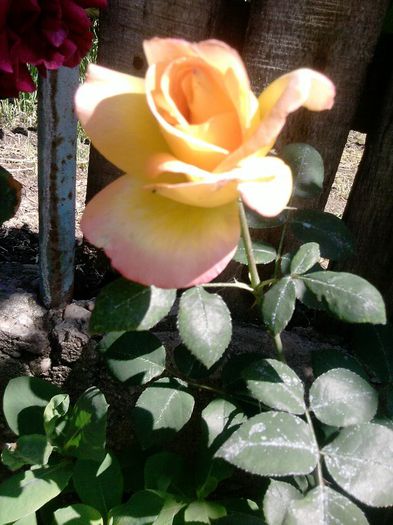 Trandafir - flori de curte