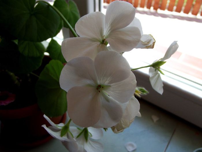 muscata alb simplu