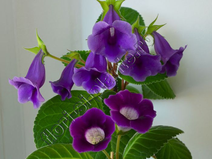 S R G S - GLOXINIA _ SINNINGIA