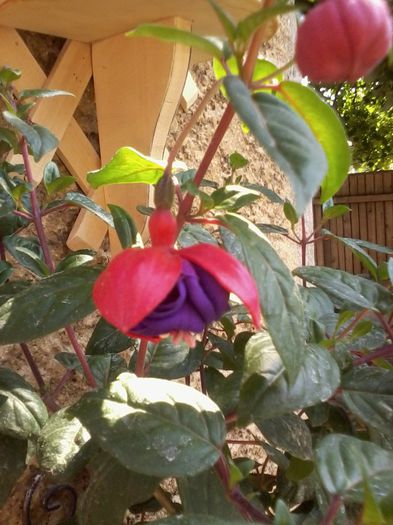 20130610_104900 - Fuchsia