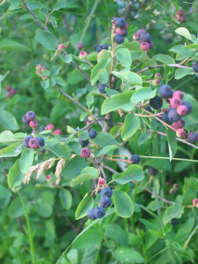 Afin canadian - Arbust Amelanchier