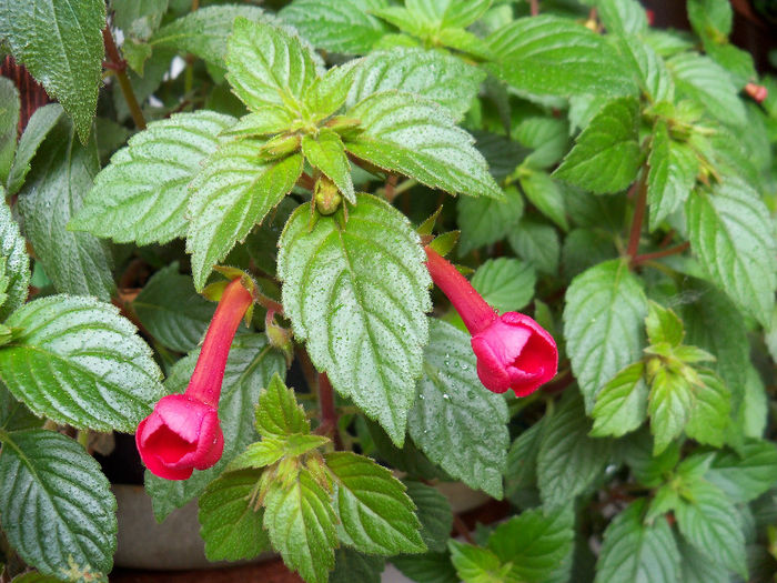 orange delight 08.06.2013 - ACHIMENES 2013