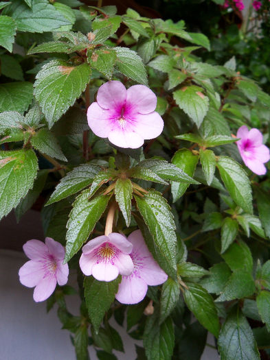 08.06.2013 Dot&Peach Blossoms - ACHIMENES 2013