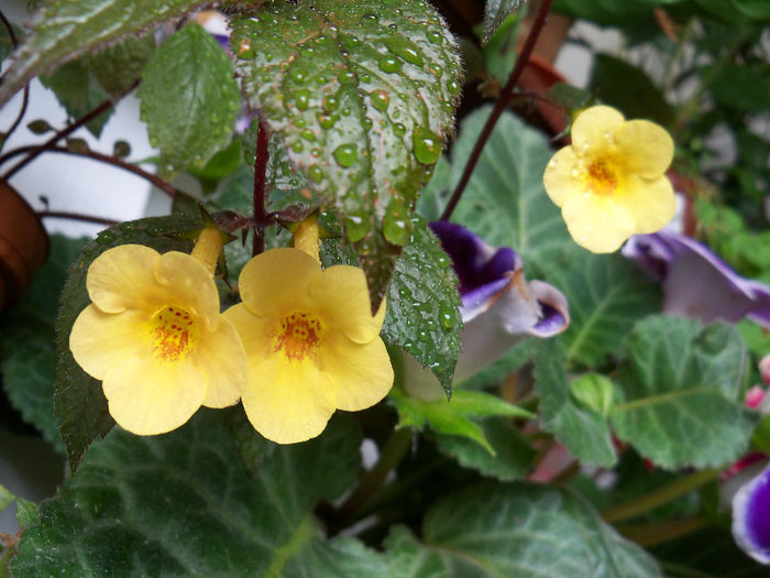 102_0491 - ACHIMENES 2013