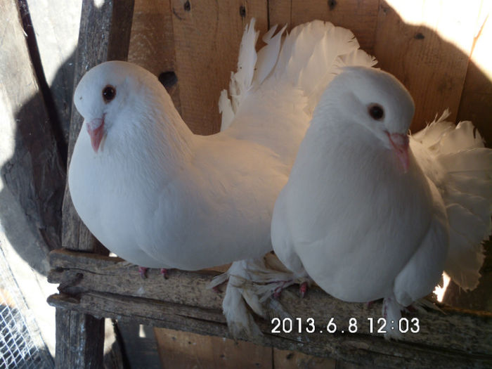 HPIM0083 - Porumbei voltati