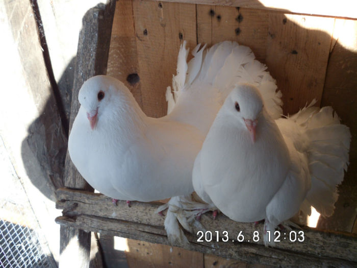 HPIM0084 - Porumbei voltati