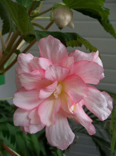 102_0494 - BEGONIA  2013