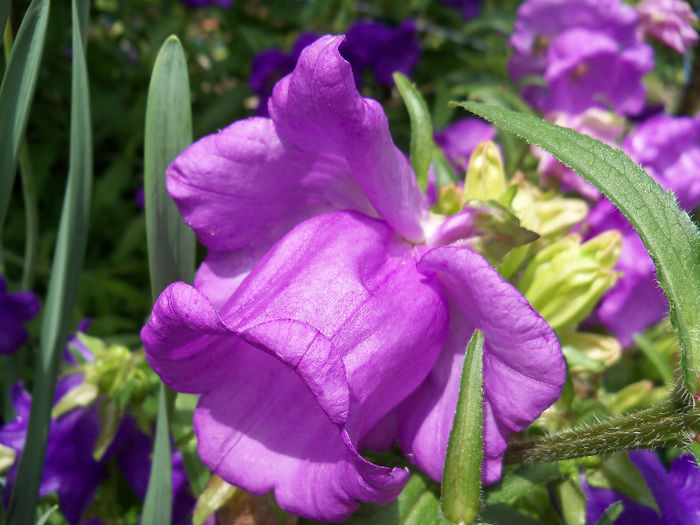 08.06.2013 - CAMPANULA 2013