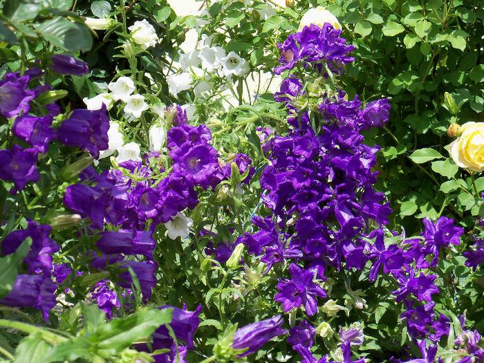 08.06.2013 - CAMPANULA 2013