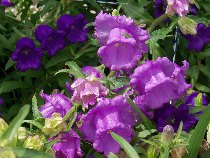 08.06.2013 - CAMPANULA 2013