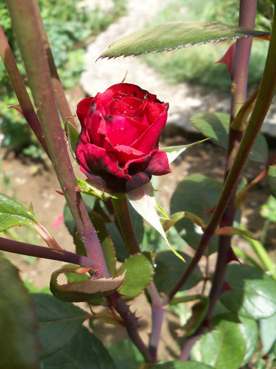 08.06.2013 - QUEEN OF BERMUDA 2013